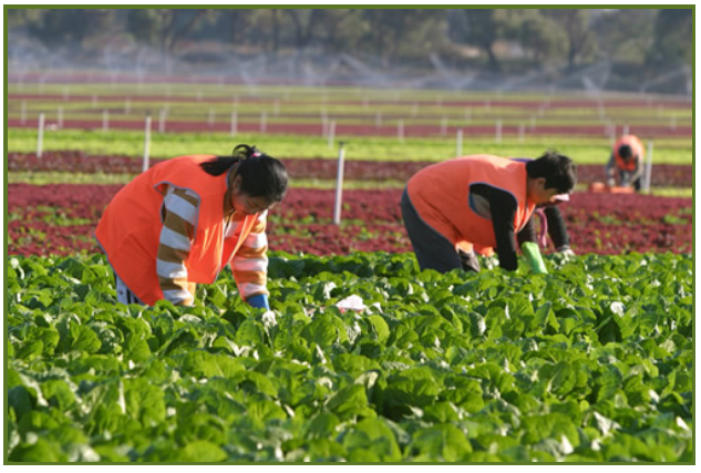 Coolibah Herbs