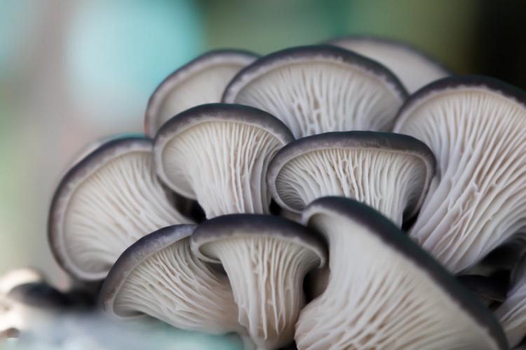Lakeside Mushrooms